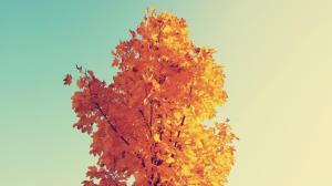Sunlit autumn tree wallpaper thumb