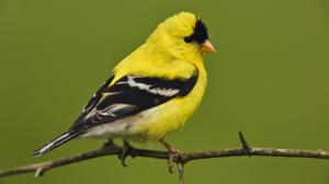 Goldfinch bird wallpaper thumb