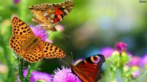 Butterflies Flowers Animal Colorful wallpaper thumb