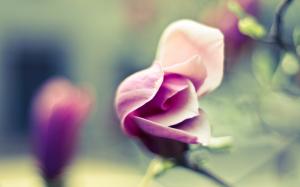 Pink flower, rose, blossom, blur background wallpaper thumb