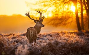 Deer under the sunset, warm forest grass wallpaper thumb