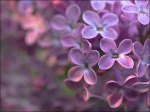 Four petals purple flowers wallpaper thumb