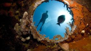 Ocean Scuba Diver Diving Fish Sunlight Coral HD wallpaper thumb