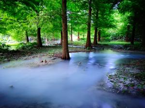Mist nature forest, trees, water wallpaper thumb