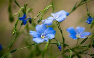 Wildflowers, blue flowers, summer wallpaper thumb