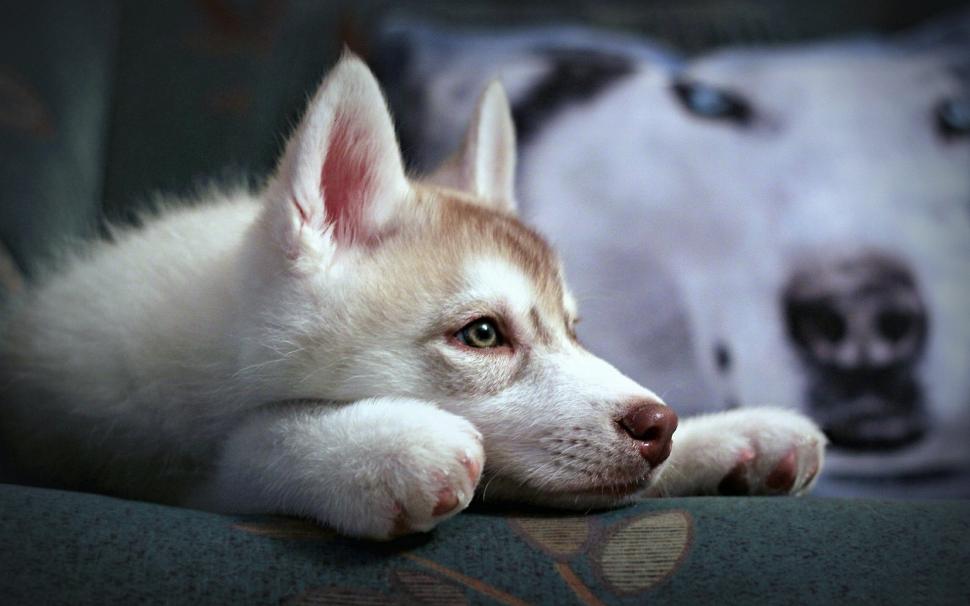 Cute Husky Puppy wallpaper,husky HD wallpaper,1920x1200 wallpaper