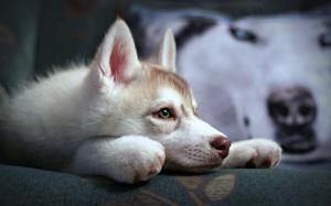 Cute Husky Puppy wallpaper thumb