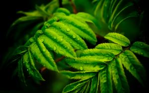 Green leaves, morning dew, macro, photography wallpaper thumb