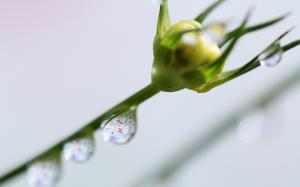 Water Drops Macro Flower HD wallpaper thumb