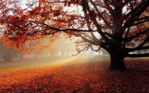 Autumn park lonely tree wallpaper thumb