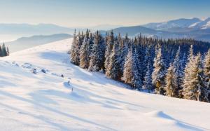 Nature winter, snow, pine trees, forest wallpaper thumb