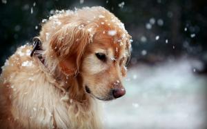 Golden Retriever in the winter, cute dog, snow wallpaper thumb