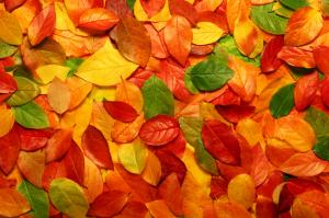 Autumn Macro Leaves Free HD Widescreen s wallpaper thumb