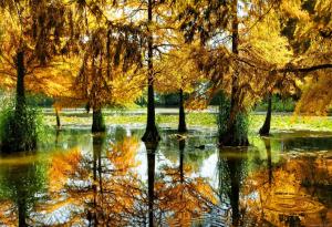 Autumn Trees In Pond wallpaper thumb