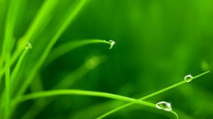 Grass, drops, dew, green wallpaper thumb