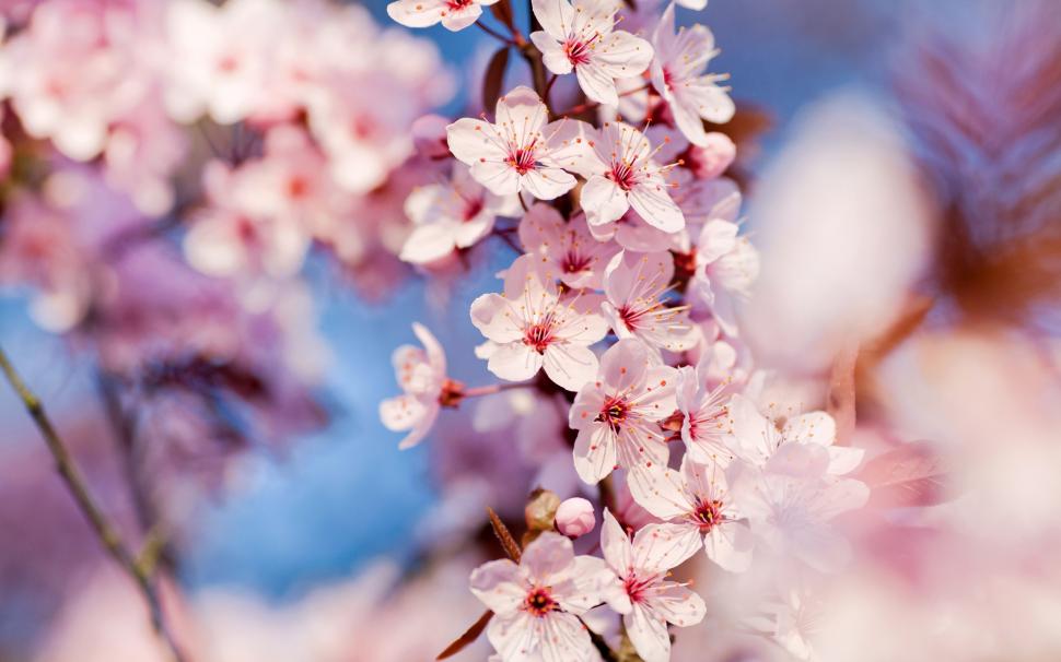 Cherry Blossoms wallpaper,flowers HD wallpaper,nature HD wallpaper,spring HD wallpaper,cherry HD wallpaper,pink HD wallpaper,tree HD wallpaper,close-up HD wallpaper,2560x1600 wallpaper