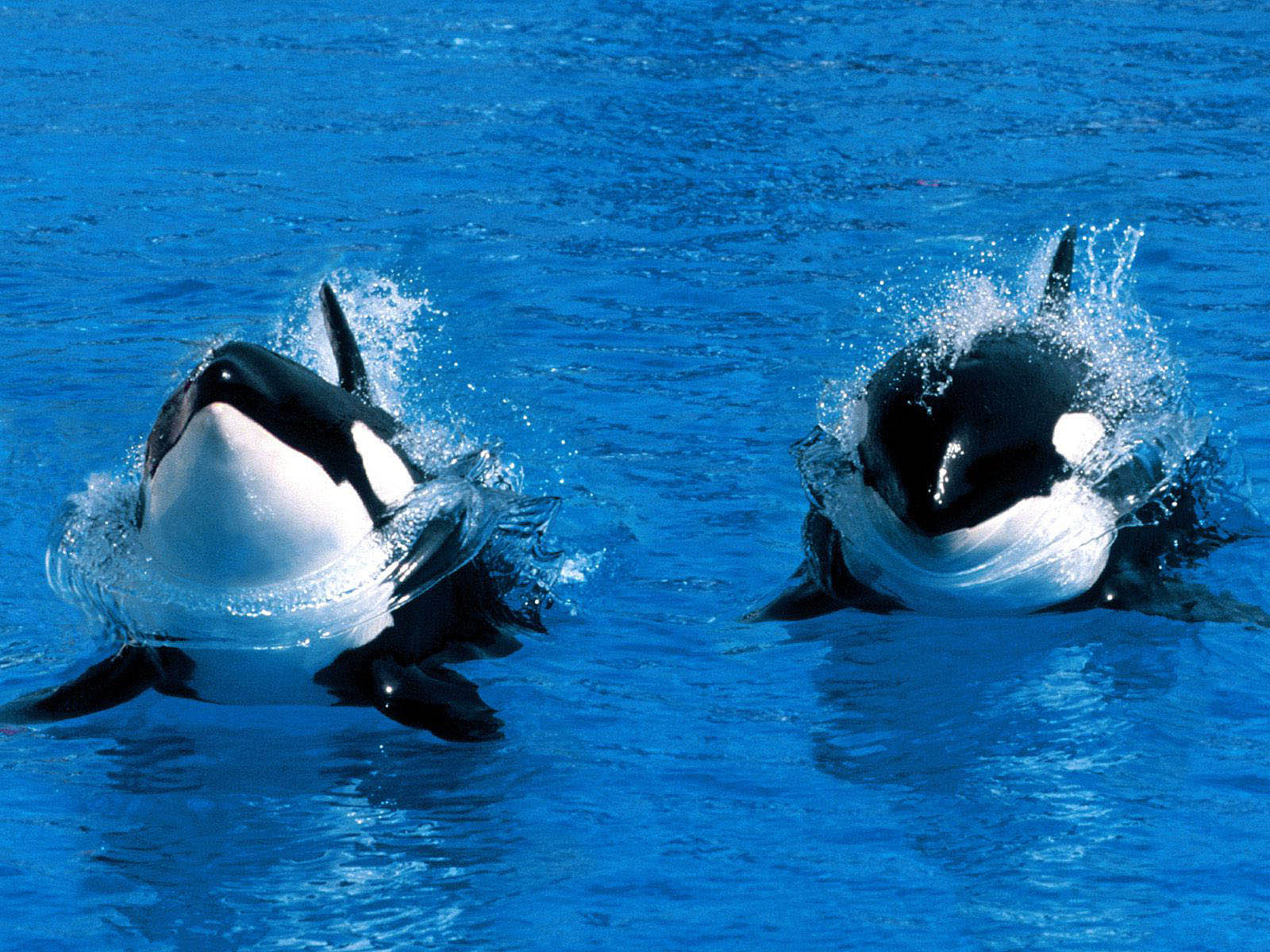 Twin Killer Whale Best Desktop Images wallpaper | animals | Wallpaper Better