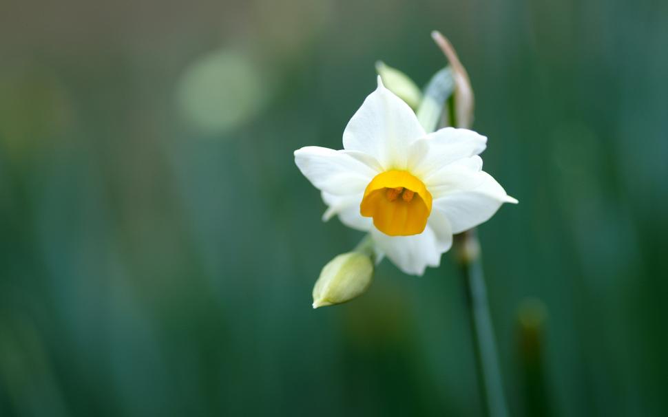 A white daffodil macro close-up wallpaper,White HD wallpaper,Daffodil HD wallpaper,Macro HD wallpaper,2560x1600 wallpaper