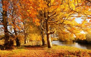 Scotland, Motherwell, nature forest autumn, trees, yellow leaves, river wallpaper thumb