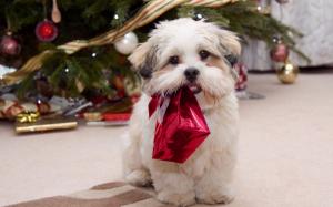 Puppy Ready for Christmas wallpaper thumb