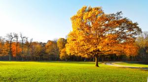 Autumn trees, beautiful garden, yellow leaves, green grass, sunlight wallpaper thumb