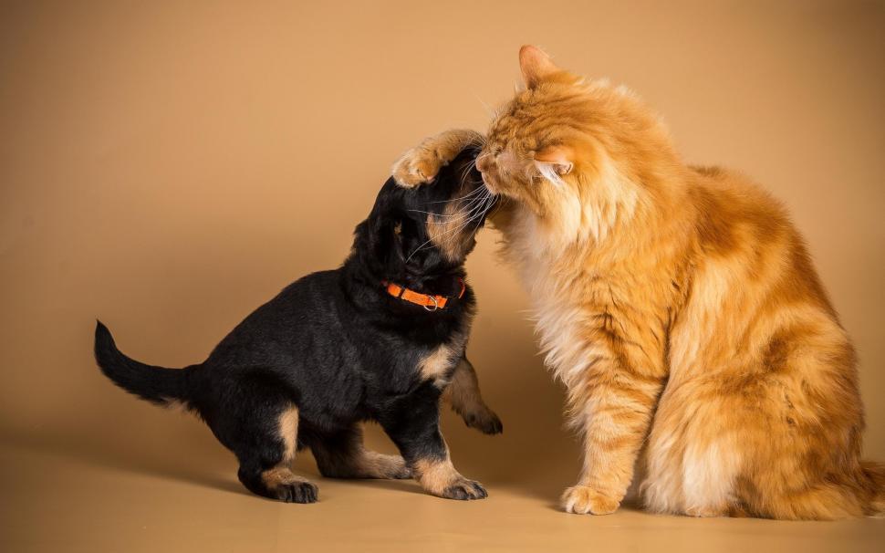 Playful dog and cat wallpaper,animals HD wallpaper,2560x1600 HD wallpaper,2560x1600 wallpaper