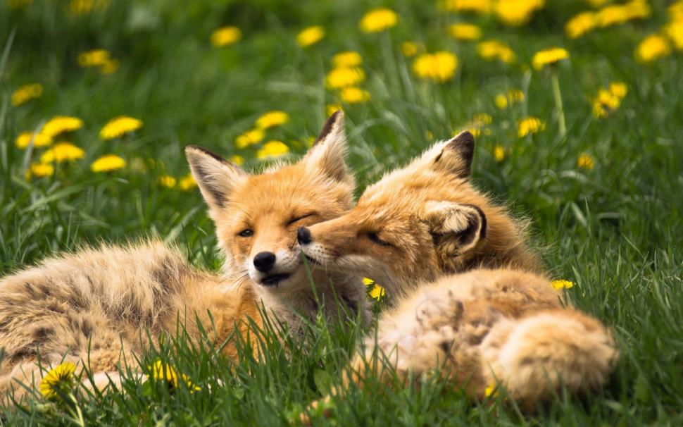 Two foxes, animals, grass, summer wallpaper,Two HD wallpaper,Foxes HD wallpaper,Animals HD wallpaper,Grass HD wallpaper,Summer HD wallpaper,1920x1200 wallpaper
