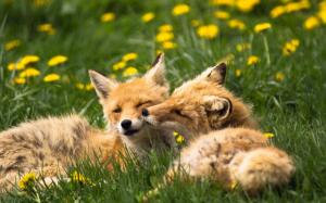 Two foxes, animals, grass, summer wallpaper thumb