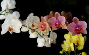 Orchids wallpaper thumb