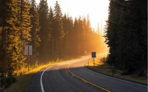 Road, sun rays, light, forest, trees, spruce wallpaper thumb