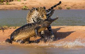 crocodile, jaguar, hunting, mining, beach wallpaper thumb