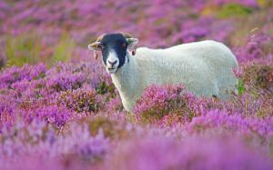 Purple flowers field, cute lamb wallpaper thumb