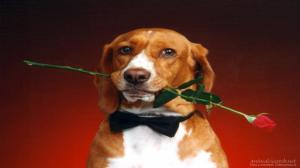 Hound-dog-in-bowtie wallpaper thumb