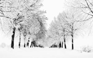 Snow, Trees, White, Winter, Landscape wallpaper thumb