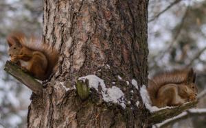Squirrels Eating Nuts wallpaper thumb