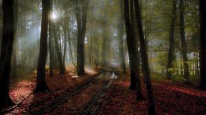 Nature, Landscape, Path, Mist, Forest, Sunlight, Leaves, Trees, Fall, Water wallpaper thumb