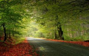 Autumn leaves on the forest road wallpaper thumb