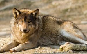 Wolf, predator, rest wallpaper thumb