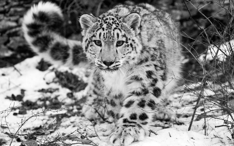 The Snow Leopard wallpaper,snow HD wallpaper,leopard HD wallpaper,tigers HD wallpaper,1920x1200 wallpaper