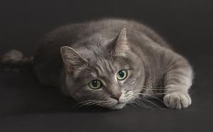 Gray cat, green eyes, black background wallpaper thumb