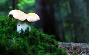 Lonely Mushroom wallpaper thumb