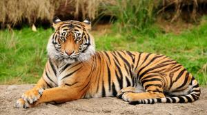 Tiger Awesome 1080p wallpaper thumb