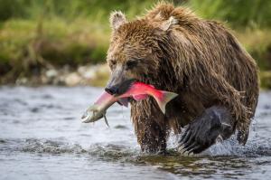 Brown bear in Alaska wallpaper thumb