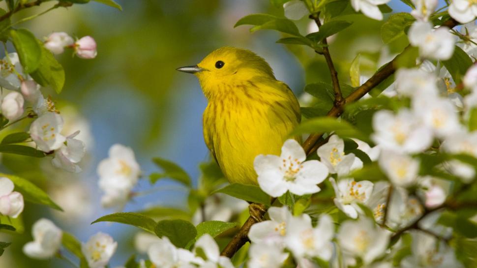 The Bird Flowers wallpaper,picture HD wallpaper,paisaje HD wallpaper,nice HD wallpaper,white HD wallpaper,peisaje HD wallpaper,jasmin HD wallpaper,free HD wallpaper,flowers HD wallpaper,grove HD wallpaper,wings HD wallpaper,widescreen HD wallpaper,petals HD wallpaper,1920x1080 wallpaper