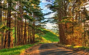 Warm afternoon landscape, trees, road, sunshine wallpaper thumb