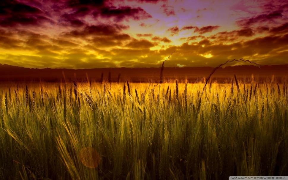 Colorful Sunset Over Wheat Field wallpaper,field HD wallpaper,wheat HD wallpaper,sunset HD wallpaper,clouds HD wallpaper,nature & landscapes HD wallpaper,1920x1200 wallpaper