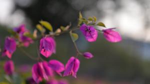 Bougainvillea pink flowers close-up, bokeh wallpaper thumb