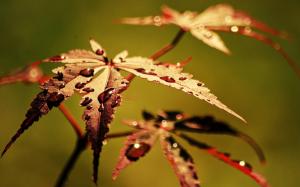 Autumn leaves close-up, dew, blur background wallpaper thumb