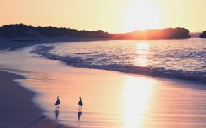 Beach, sea, sand, surf, seagulls, sunrise wallpaper thumb