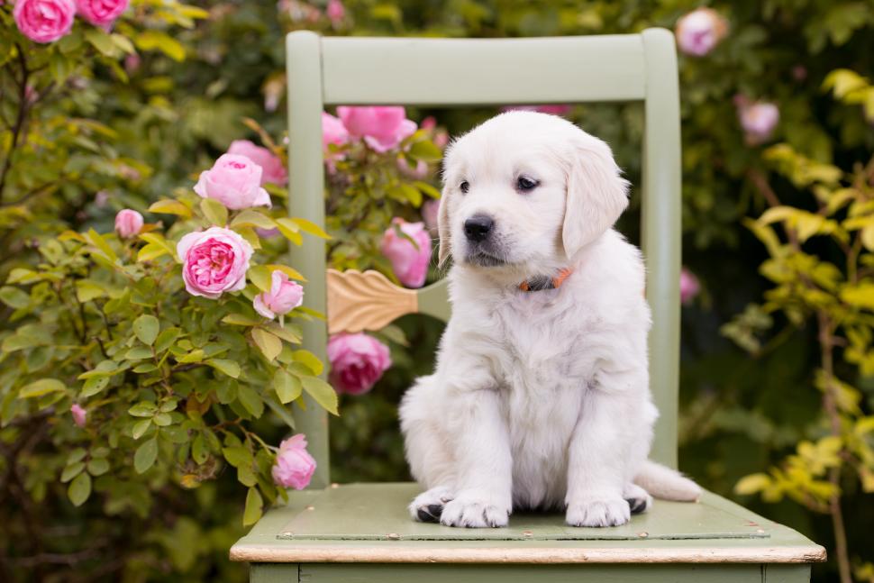 Dog, puppy, flowers wallpaper,flowers HD wallpaper,puppy HD wallpaper,chair HD wallpaper,roses HD wallpaper,dog HD wallpaper,4954x3307 wallpaper